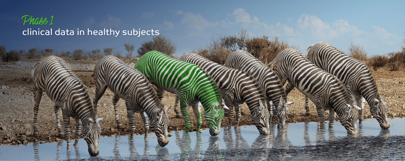 zebras drinking water phase 1