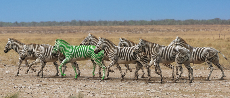 zebras running